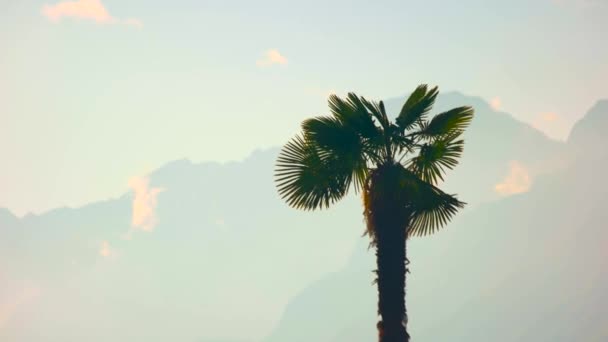 Palmera en el viento. — Vídeos de Stock