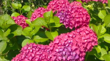 Güzel pembe ortancaları.