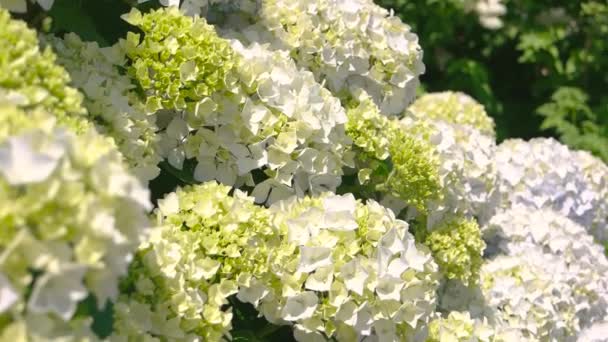 Hortênsias brancas e luz solar . — Vídeo de Stock