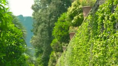 Mandalina ağacı, yaz.