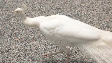 Güzel beyaz tavuskuşu.