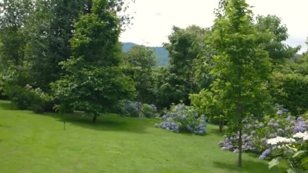 Beautiful white hydrangeas. — Stock Video