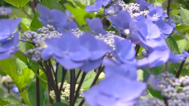 Hydrangées violet clair macro .