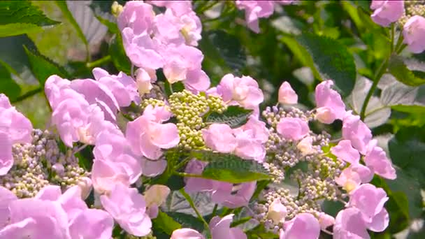Beautiful pink flowers.