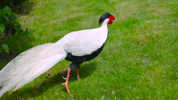 Faisan argenté sur l'herbe . — Video