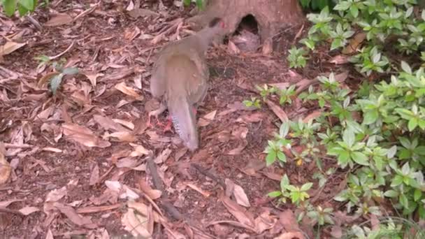 Pavão com pêssego . — Vídeo de Stock