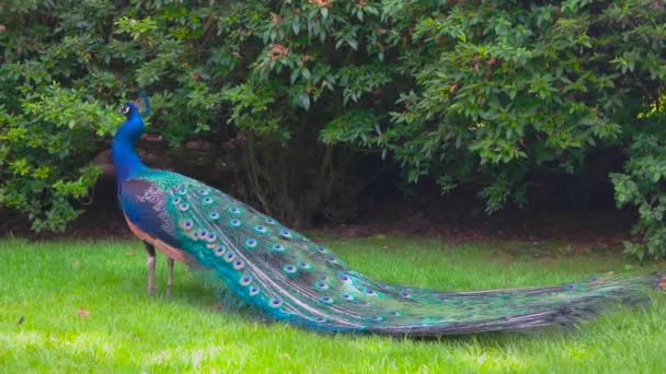 Peafowl on green grass. — Stock Video