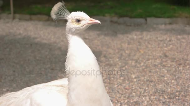Beautiful white peacock. — Stock Video