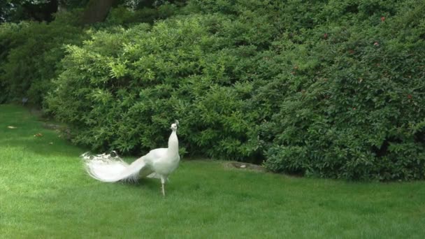 Paon blanc sur la pelouse . — Video