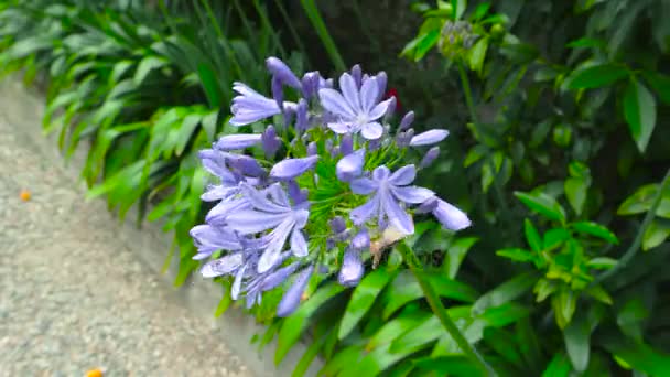 Flores de hosta púrpura . — Vídeos de Stock