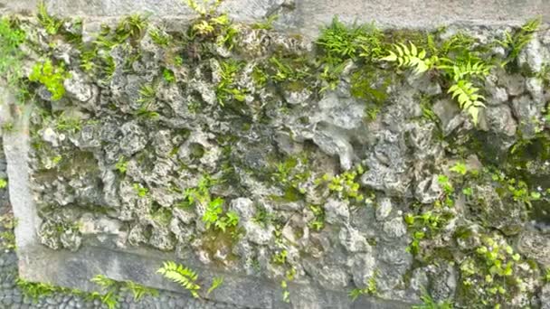Green plants on aged wall. — Stock Video