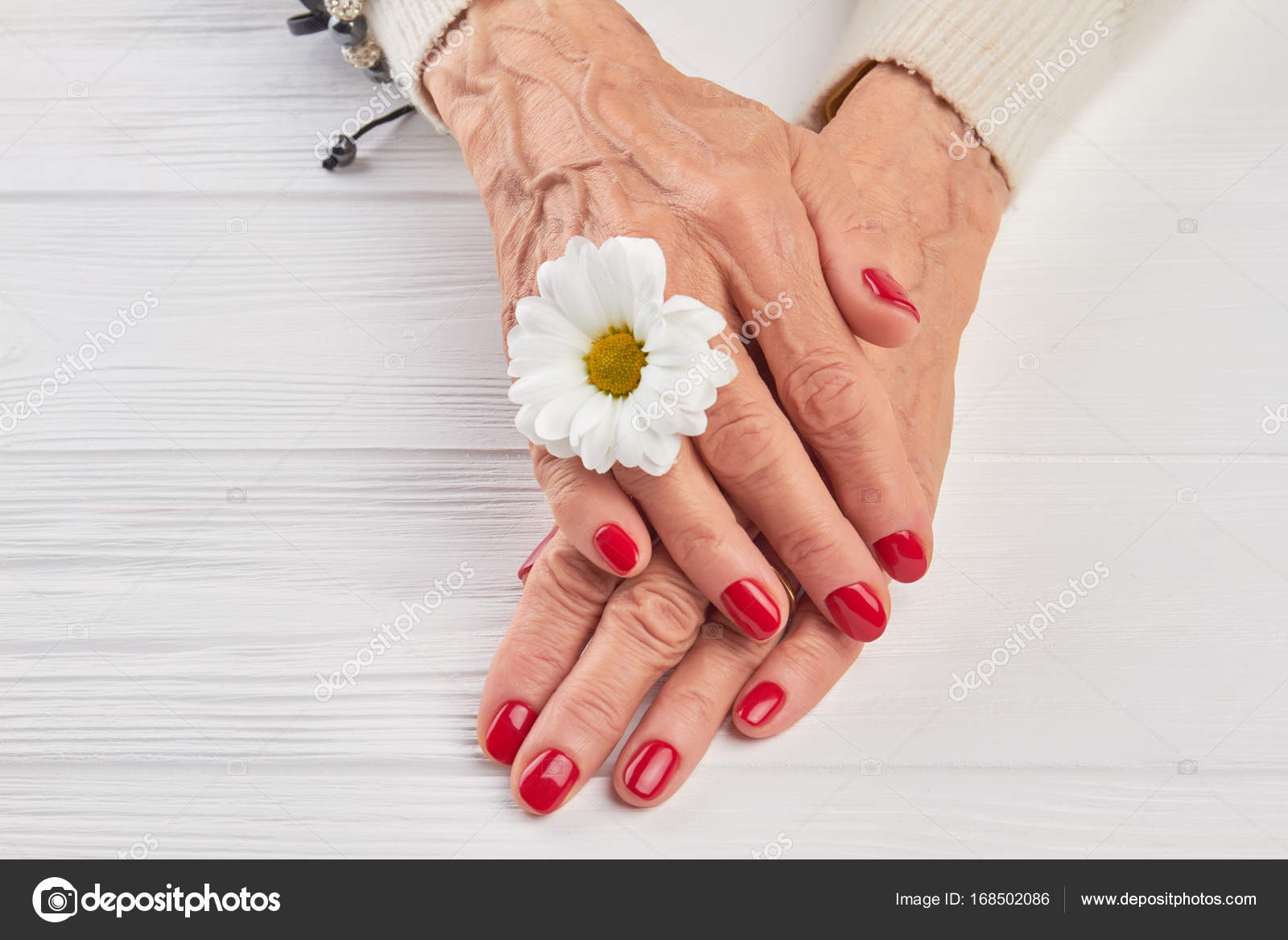 Pouco crisântemo branco e mãos femininas . fotos, imagens de © Denisfilm  #168502086