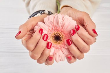 Manikürlü eller içinde nazik gerbera.