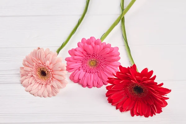 Coloridas flores de gerberas . — Foto de Stock