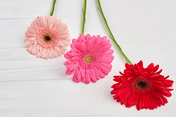 Lindas flores de gerbera . — Fotografia de Stock