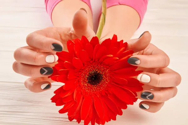Manikürlü eller içinde kırmızı gerbera.