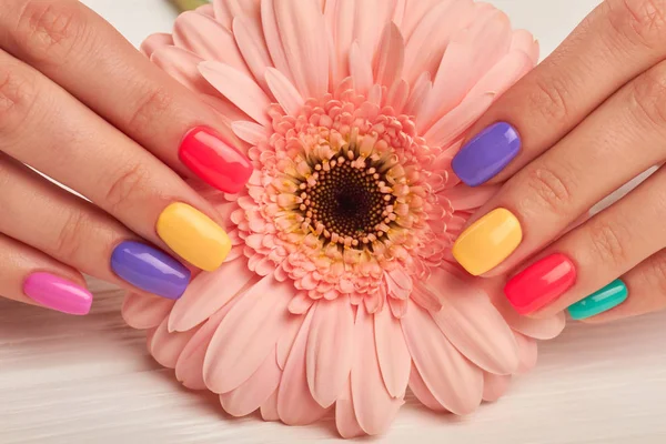 Bunte Maniküre und Pfirsichfarbe Gerbera. — Stockfoto