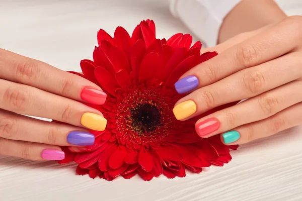 Manikürlü eller holdig kırmızı gerbera.