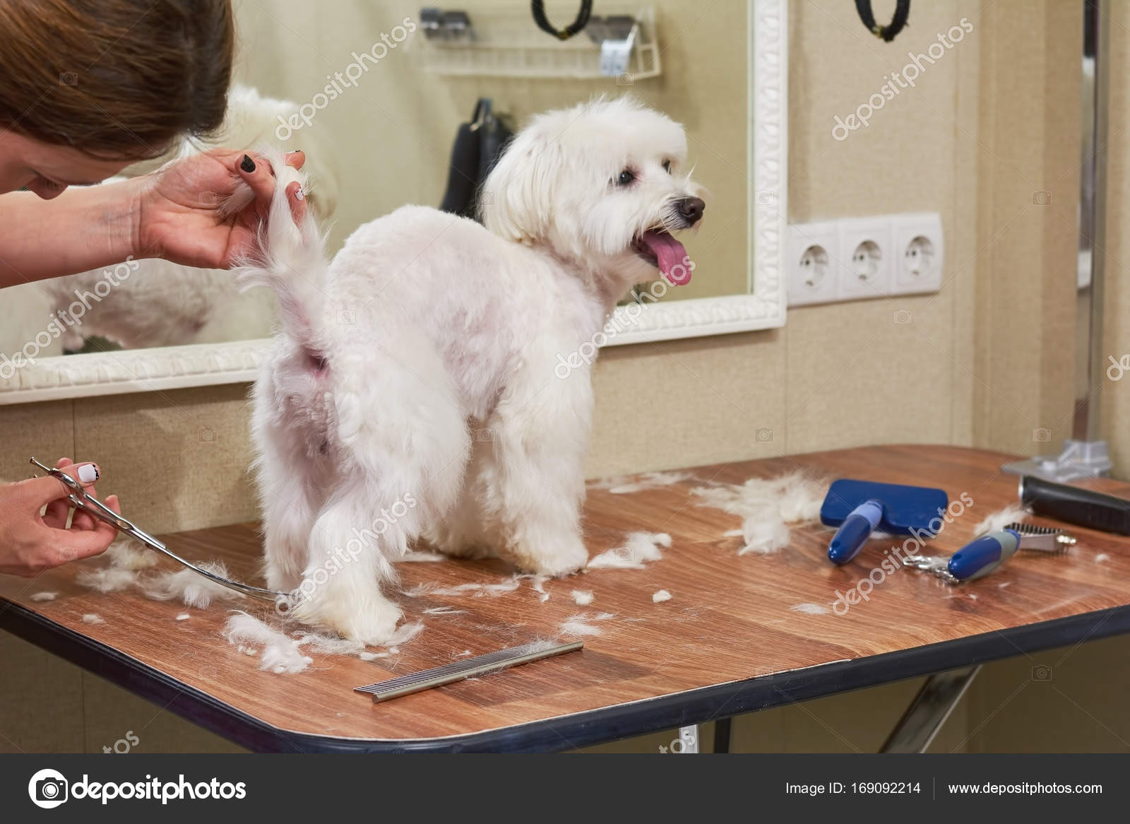 White Maltese Dog Getting Haircut Stock Photo C Denisfilm