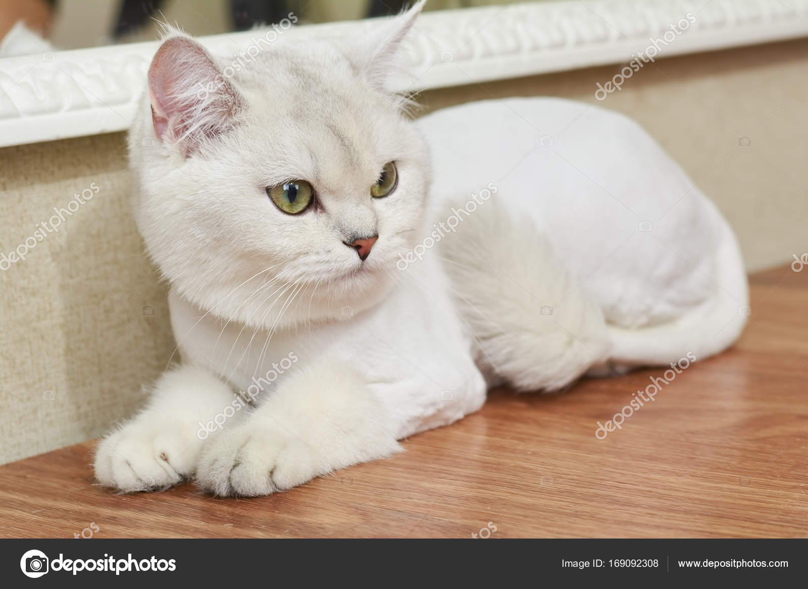 british shorthair cute cats