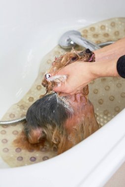 Köpek yıkama eller.