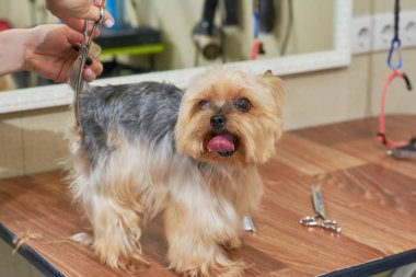 York korkunç, damat elleri.