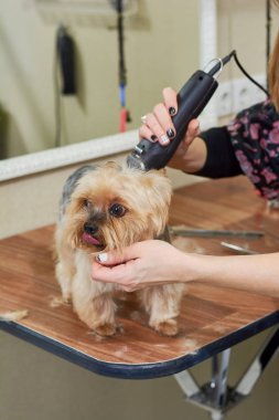 York korkunç damat, kadın eller.