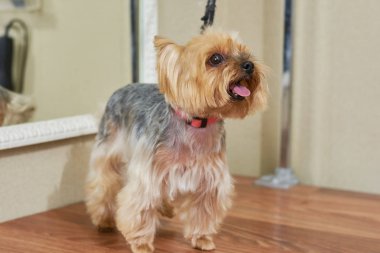 York korkunç, yapışkanlık dışarı dil.