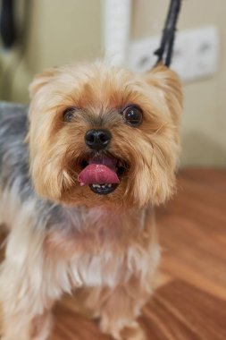 York korkunç makro yüzü.