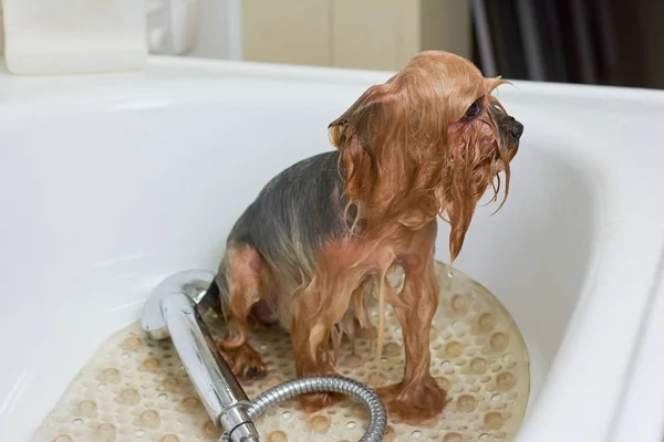 Hund in Badewanne aus nächster Nähe. — Stockfoto