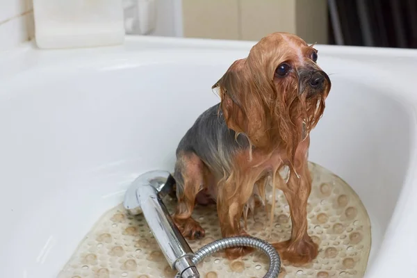 Liten hund i badkar. — Stockfoto