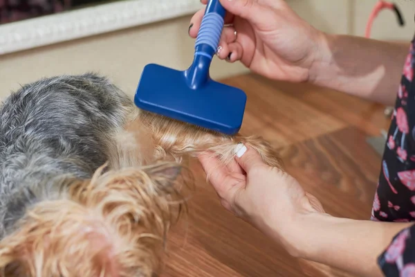 Aseo para perros, cepillo slicker . — Foto de Stock