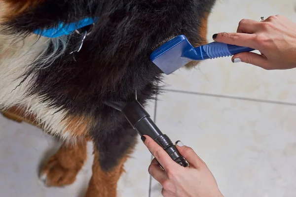 Hond grooming macro, handen vrouwelijke. — Stockfoto
