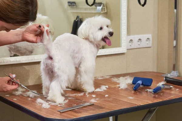 Blanco maltés perro consiguiendo corte de pelo . — Foto de Stock