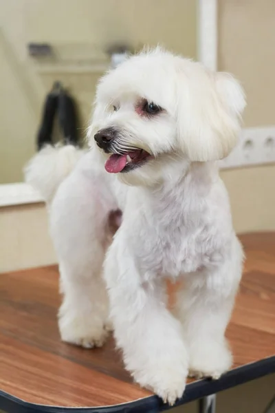 Cute white maltese close up. — Stock Photo, Image