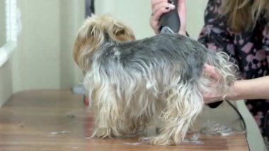 Saç kesimi içinde uyuşuk almak köpek.