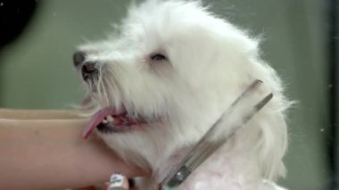 Makas kesim kürk uyuşuk.