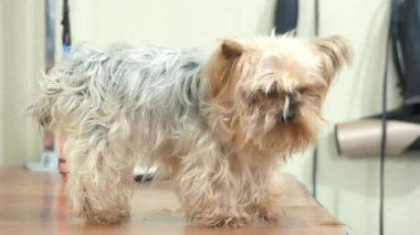 Kadın okşayarak sevimli köpek eller.