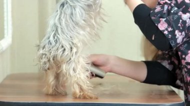 Köpek damat, york korkunç.