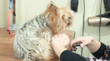 Köpek damat tırnak kırpma makası kullanarak.