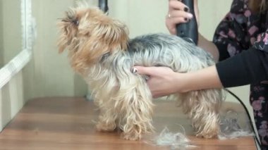 Damat York terrier ile çalışma.