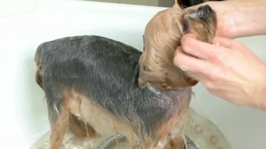 Köpek yıkama eller.