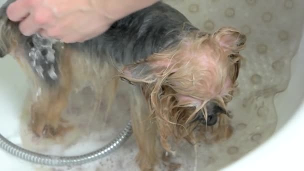 York terrier being bathed. — Stock Video