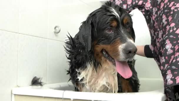 Bernese perro de montaña tomando baño . — Vídeos de Stock