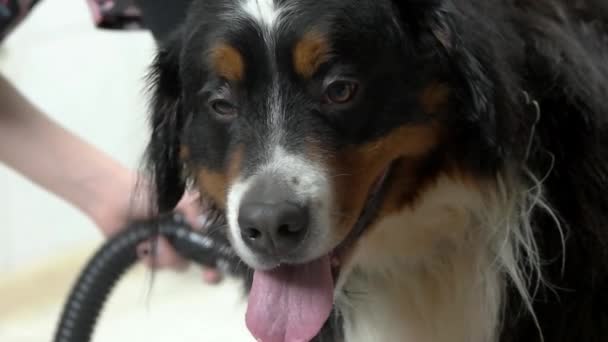 Bernese dağ köpeği yüz. — Stok video