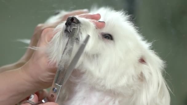 Dog grooming in slow-mo, scissors. — Stock Video