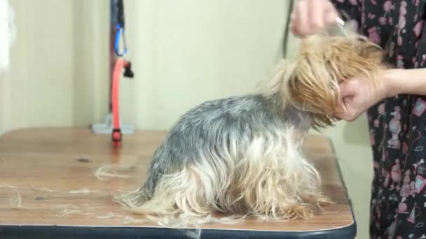 Manos peinando yorkshire terrier . — Vídeo de stock