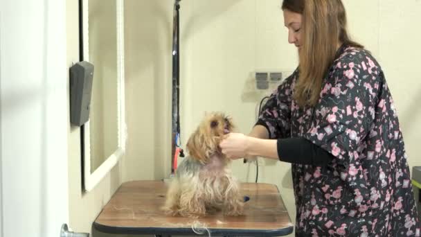 Groomer med kam, york terrier. — Stockvideo