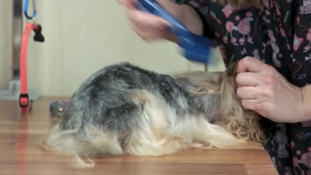 Vrouwelijke handen kammen van een hond. — Stockvideo