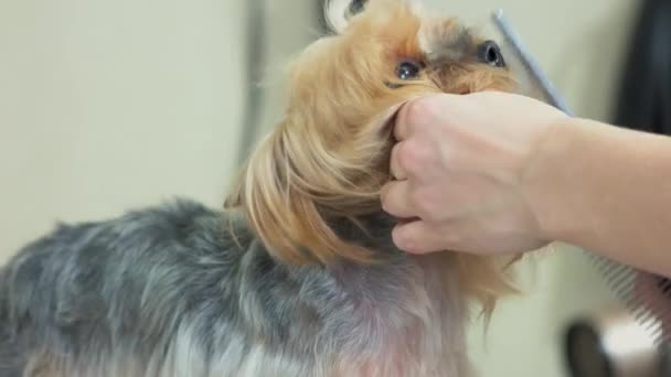 York terrier grooming macro. — Stock Video